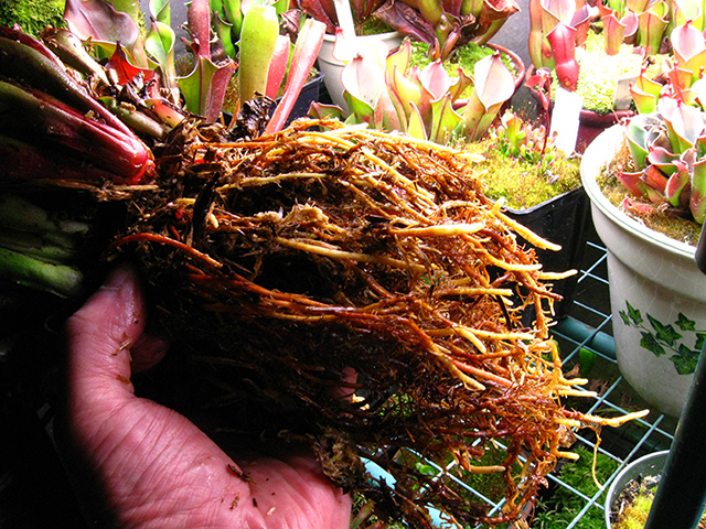 Heliamphora roots image