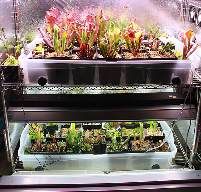 Heliamphora rack system image