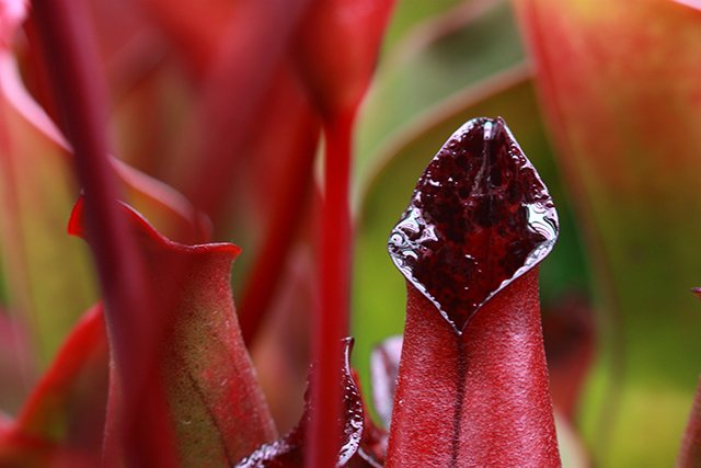 Heliamphora sarracenioides image