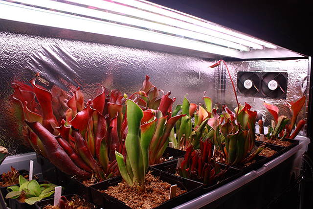 Heliamphora group image