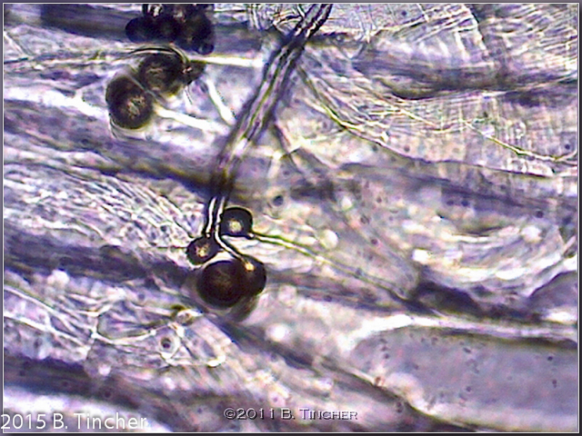 Heliamphora pollen tube picture 4