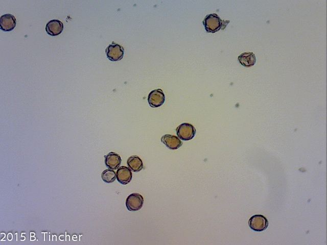 Heliamphora pollen tube picture negative control