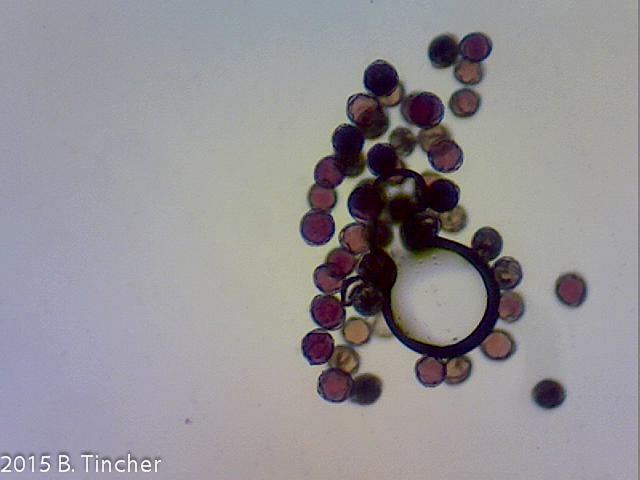Heliamphora pollen tube picture positive